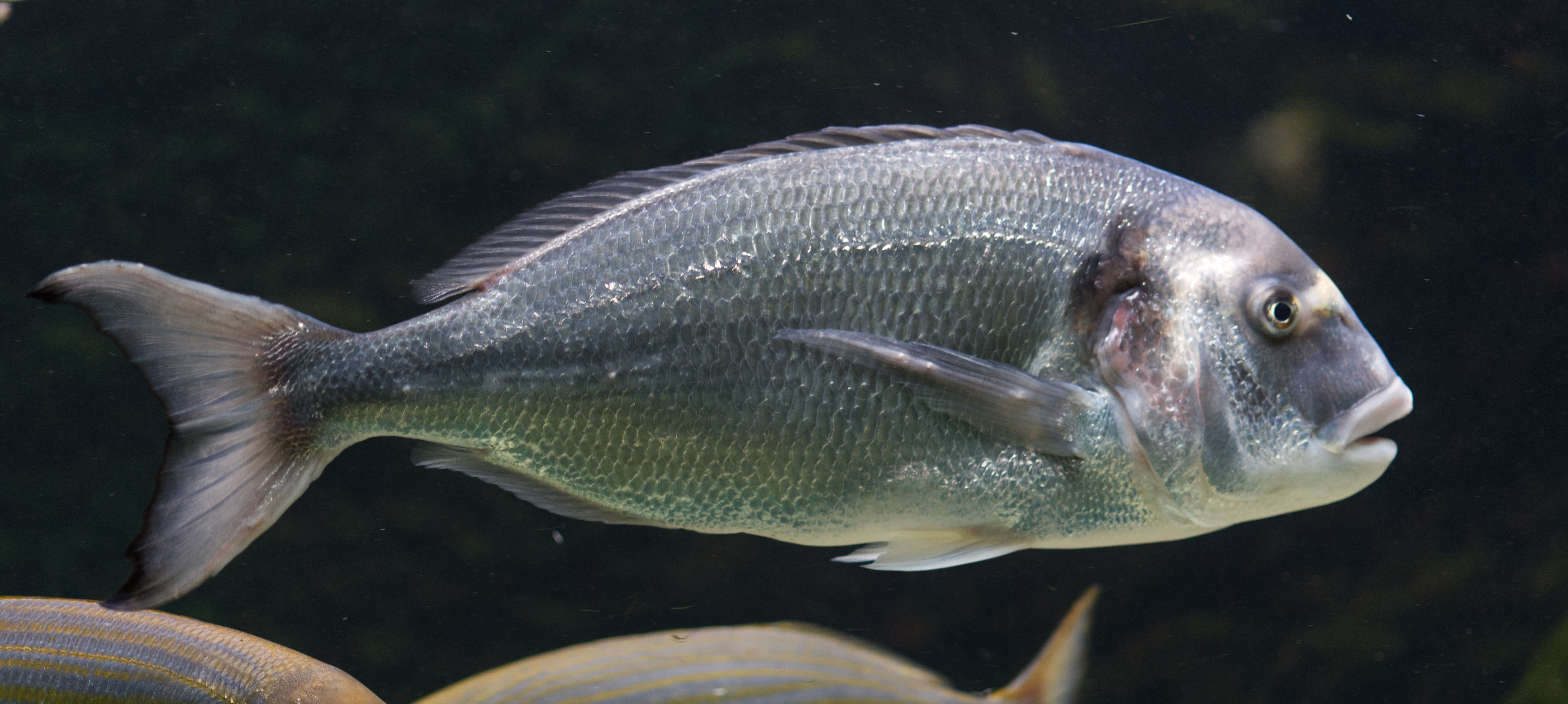 Dorade / goudbrasem