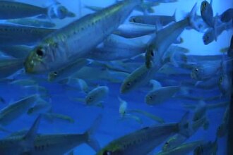 Sardine